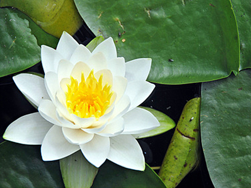 Zwerg-Seerose-Weiß